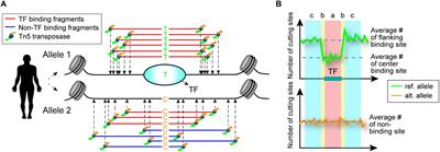 regSNPs-ASB: A Computational Framework for Identifying Allele-Specific Transcription Factor Binding From ATAC-seq Data